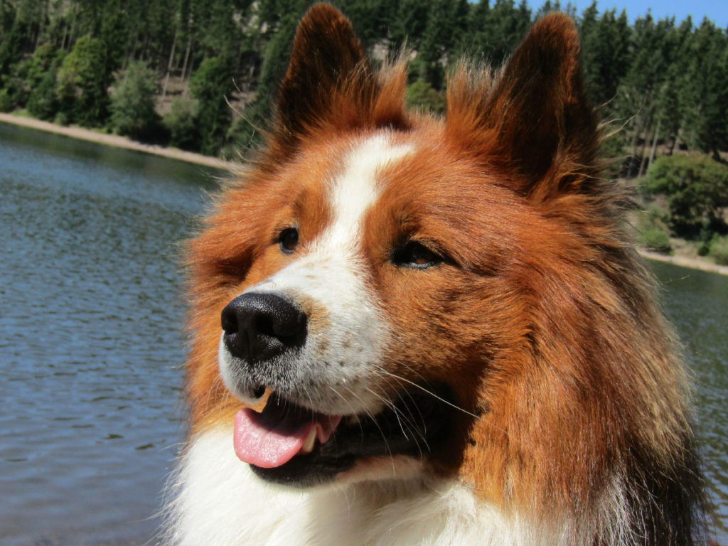 Merlin_von-der-Lehmhuette