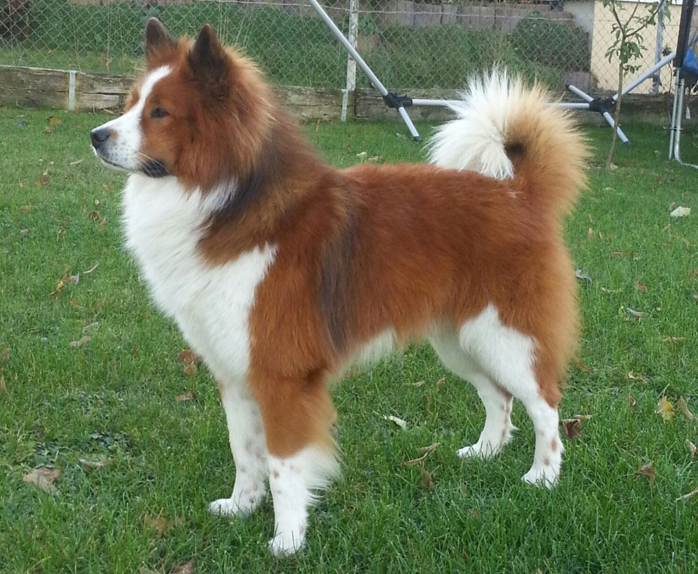 Merlin_von-der-Lehmhuette_2