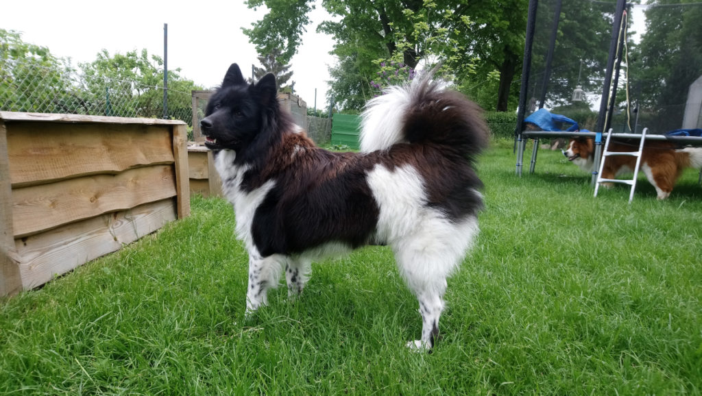 Tazzy-Elos-von-den-Neckerauen_2