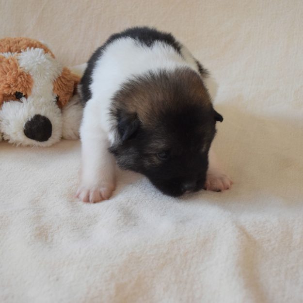 Crazy von den Neckarauen