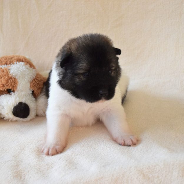 Crazy von den Neckarauen