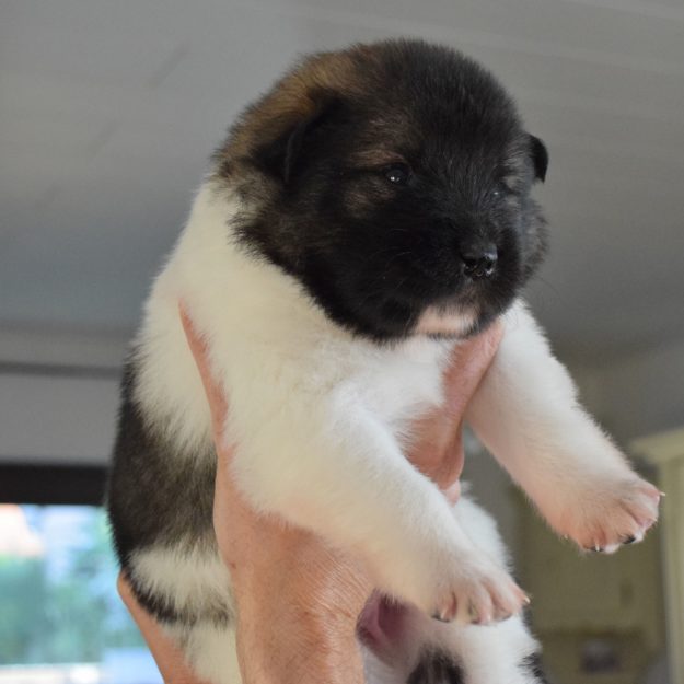 Crazy von den Neckarauen